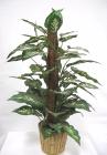Dieffenbachia on pole